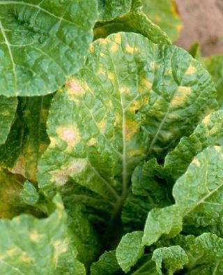 대산농사대장님의 상추 · 자유게시판 작성글 사진