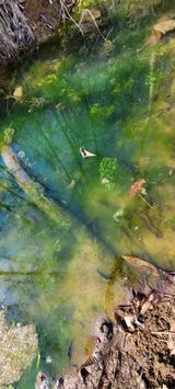 팜모닝 두릅·일상 게시글 이미지