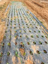 팜모닝 마늘·비료•농약 게시글 이미지