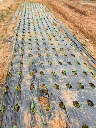 콩8087님의 마늘 · 비료•농약 작성글 사진