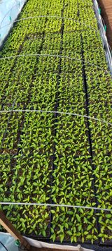 팜모닝 자유주제·자유게시판 게시글 이미지