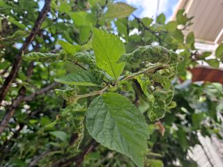 together님의 기타작물 · 병해충상담 작성글 사진