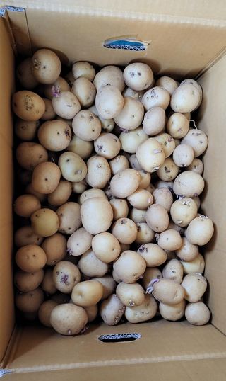 김중언님의 감자 · 자유게시판 작성글 사진