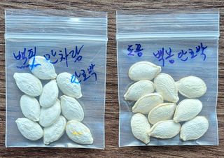 김중언님의 호박 · 자유게시판 작성글 사진