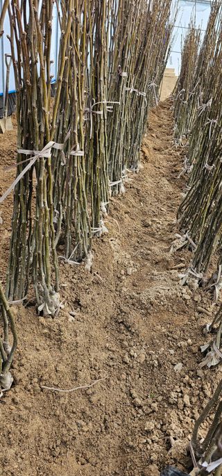 뿌리묘목농원님의 작성글 사진