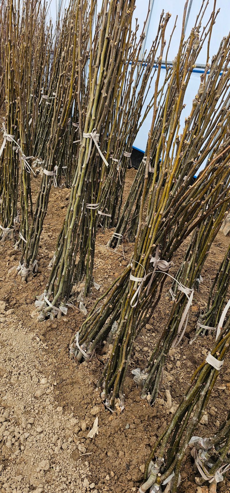 뿌리묘목농원님의 장터 판매 상품 [신고 배나무 접목1년생(특묘)] 첨부 사진