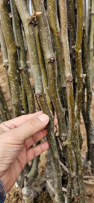 뿌리묘목농원님의 작성글 사진