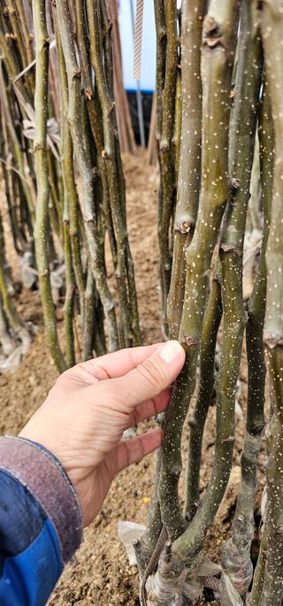 뿌리묘목농원님의 작성글 사진