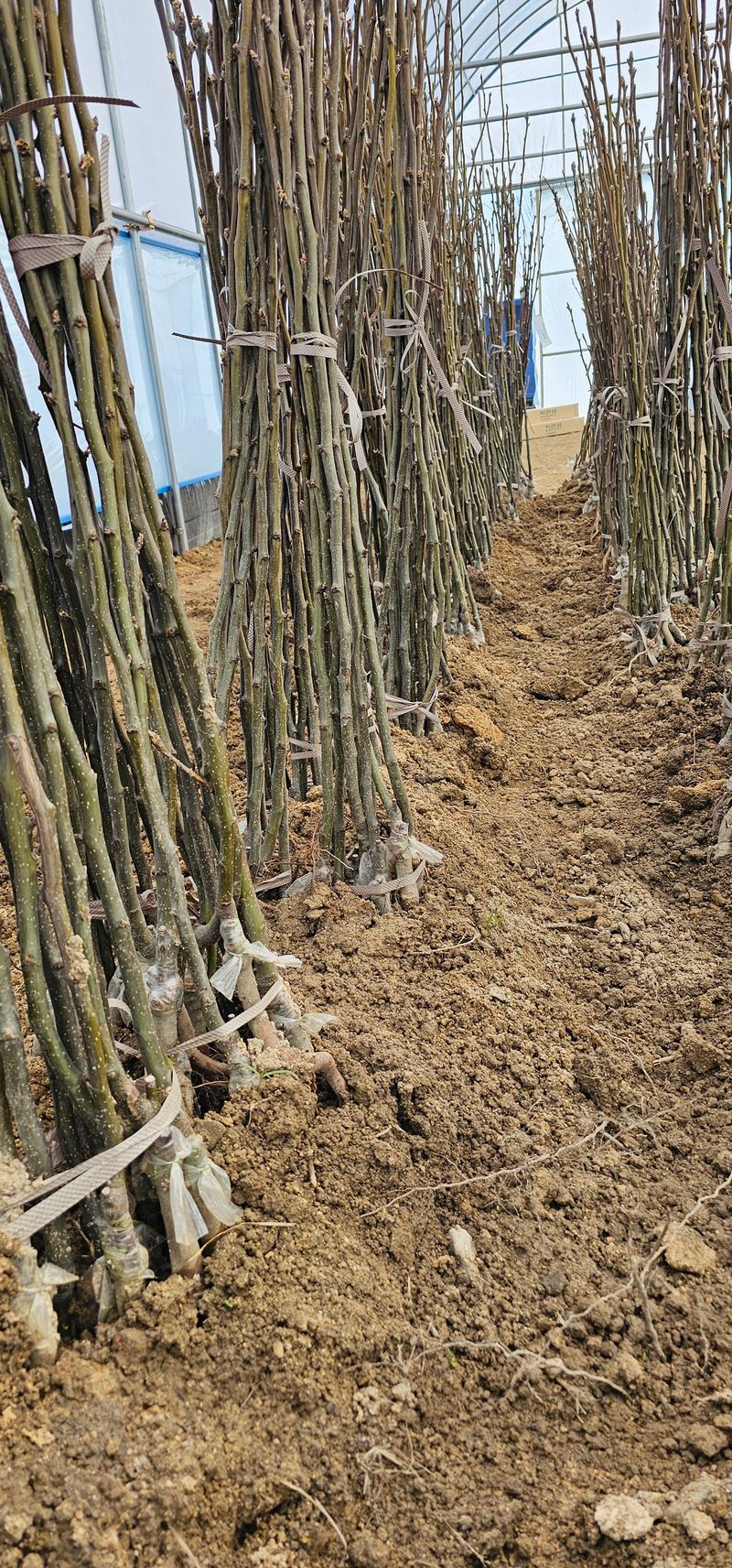 뿌리묘목농원님의 장터 판매 상품 [신고 배나무 접목1년생(특묘)] 첨부 사진