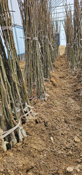뿌리묘목농원님의 작성글 사진