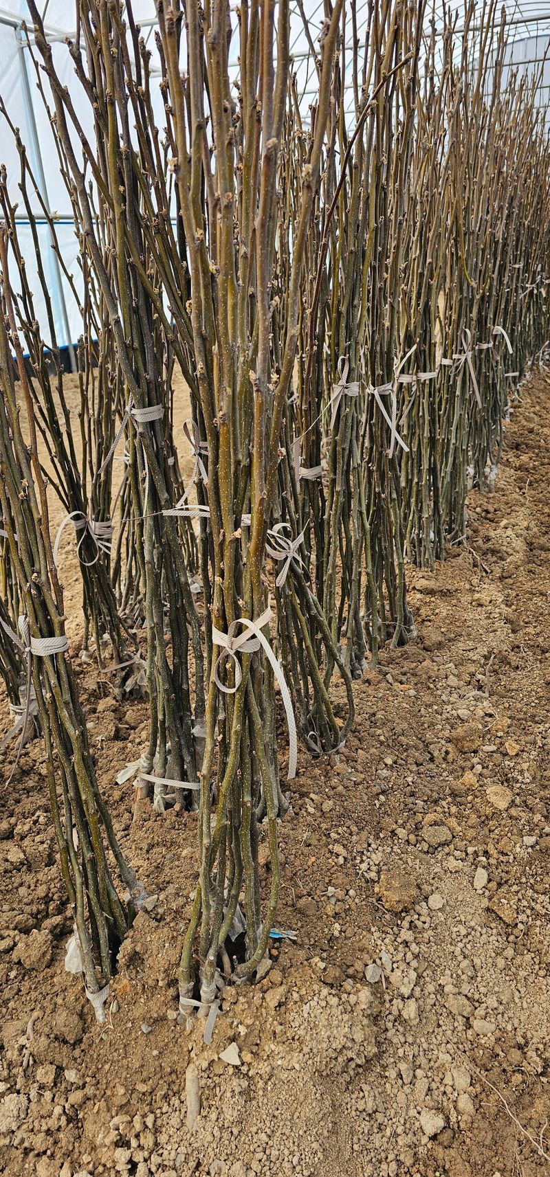 뿌리묘목농원님의 장터 판매 상품 [신고 배나무 접목1년생(특묘)] 첨부 사진