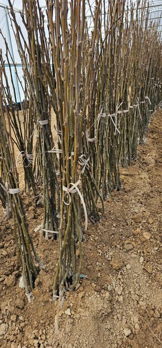 뿌리묘목농원님의 작성글 사진