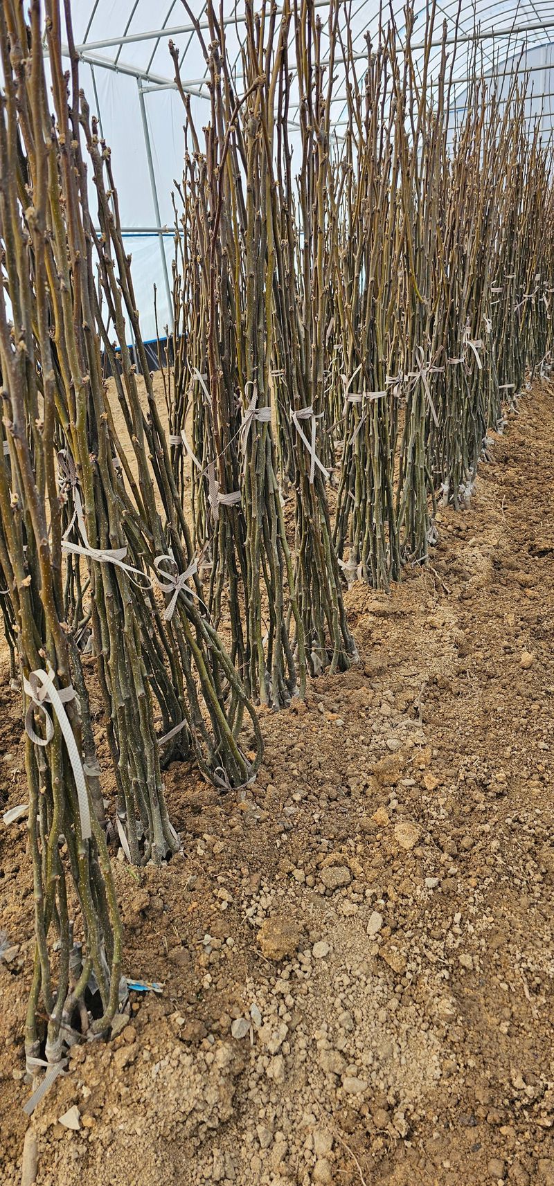 뿌리묘목농원님의 장터 판매 상품 [신고 배나무 접목1년생(특묘)] 첨부 사진