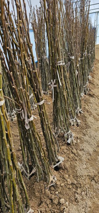 뿌리묘목농원님의 작성글 사진