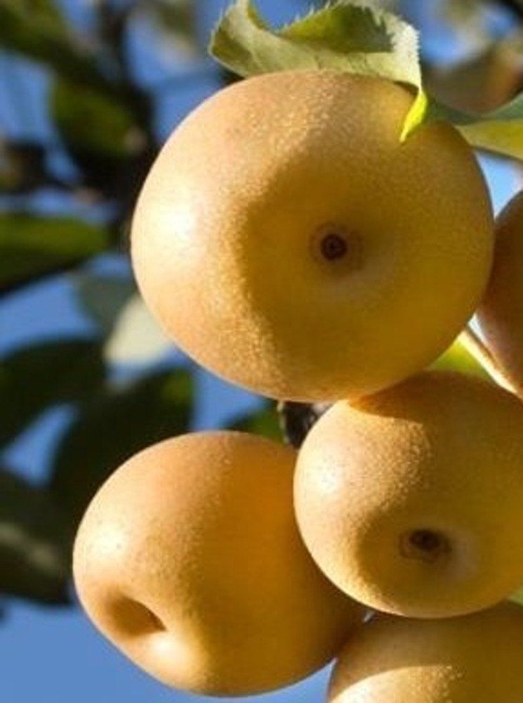 장터 상품 [신고 배나무 접목1년생(특묘)] 썸네일