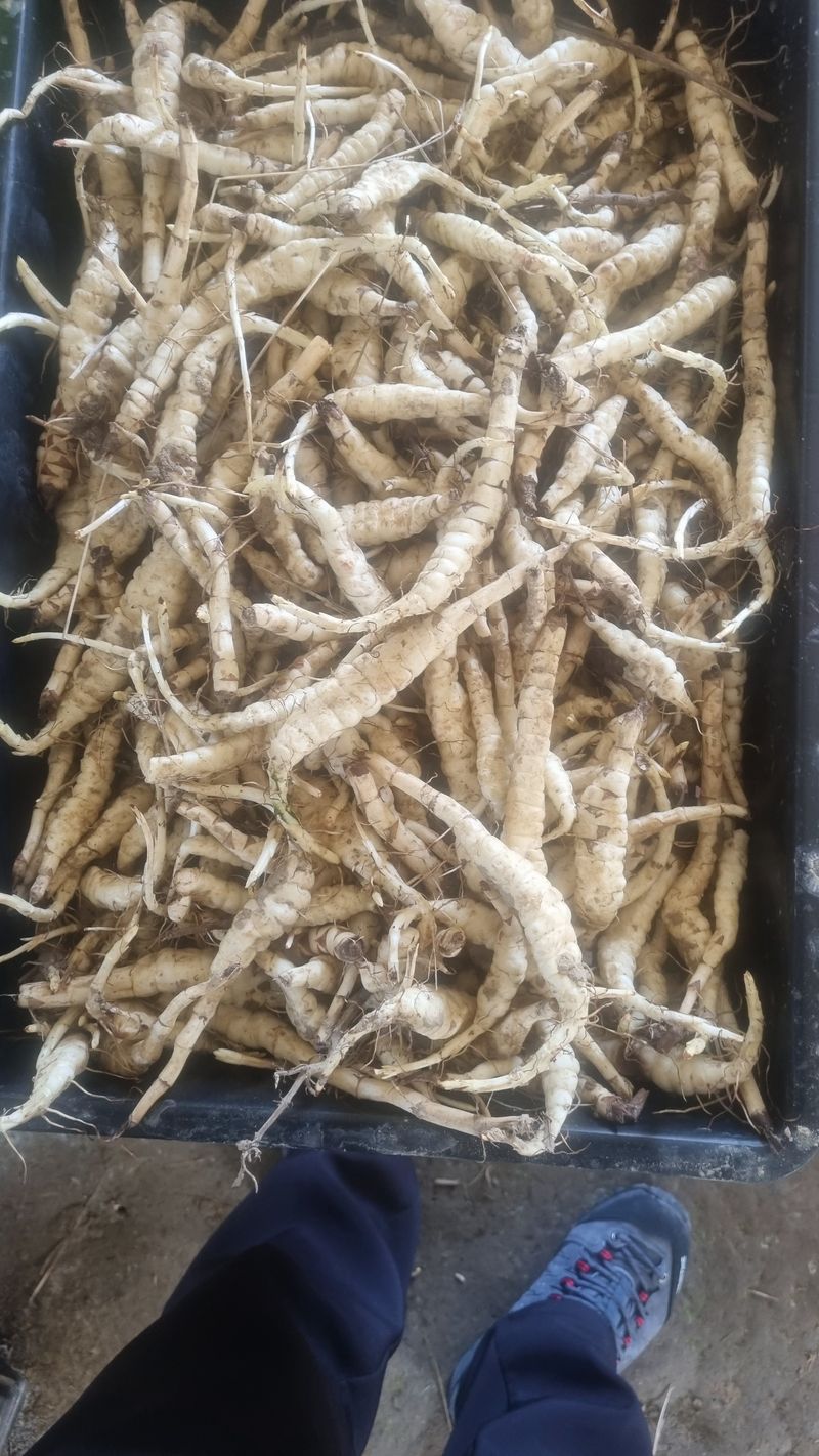 장터 상품 [쉽싸리(택란) 생것 1kg] 썸네일