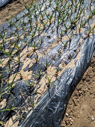 다소농원님의 자유주제 · 자유게시판 작성글 사진