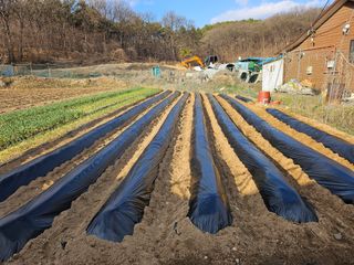 최경림님의 감자 · 영농일지 작성글 사진