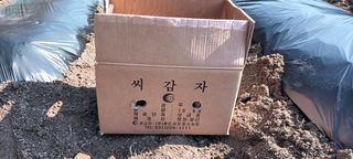 생명샘님의 감자 · 영농일지 작성글 사진