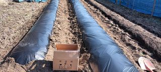 생명샘님의 감자 · 영농일지 작성글 사진