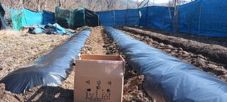 생명샘님의 감자 · 영농일지 작성글 사진