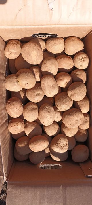 생명샘님의 감자 · 영농일지 작성글 사진