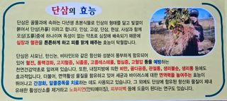 단삼님의 기타작물 · 자유게시판 작성글 사진