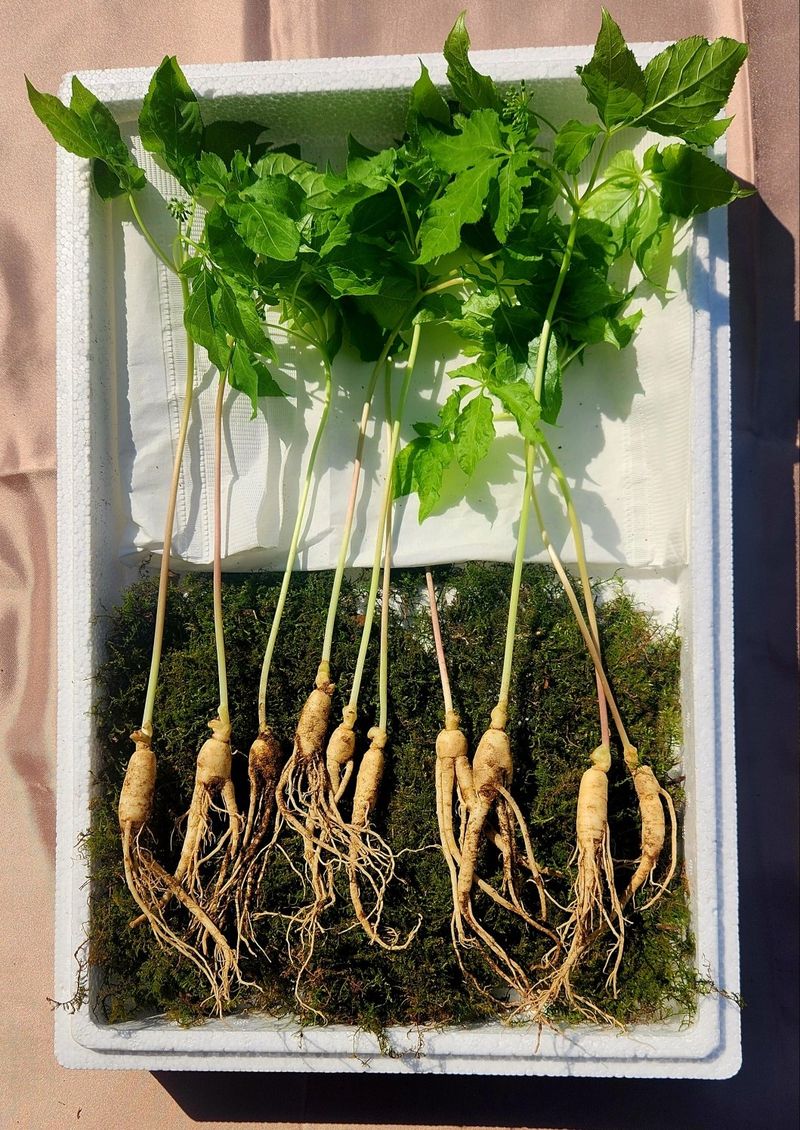 김미정님의 장터 판매 상품 [지리산 구룡폭포 해발 600미터 3년근 삭대삼 ] 첨부 사진