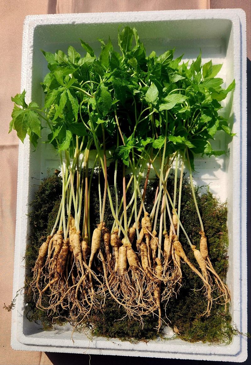 김미정님의 장터 판매 상품 [지리산 구룡폭포 해발 600미터 3년근 삭대삼 ] 첨부 사진