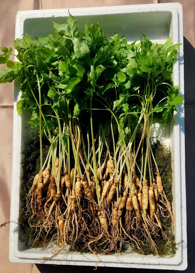 김미정님의 장터 판매 상품 [지리산 구룡폭포 해발 600미터 3년근 삭대삼 ] 첨부 사진