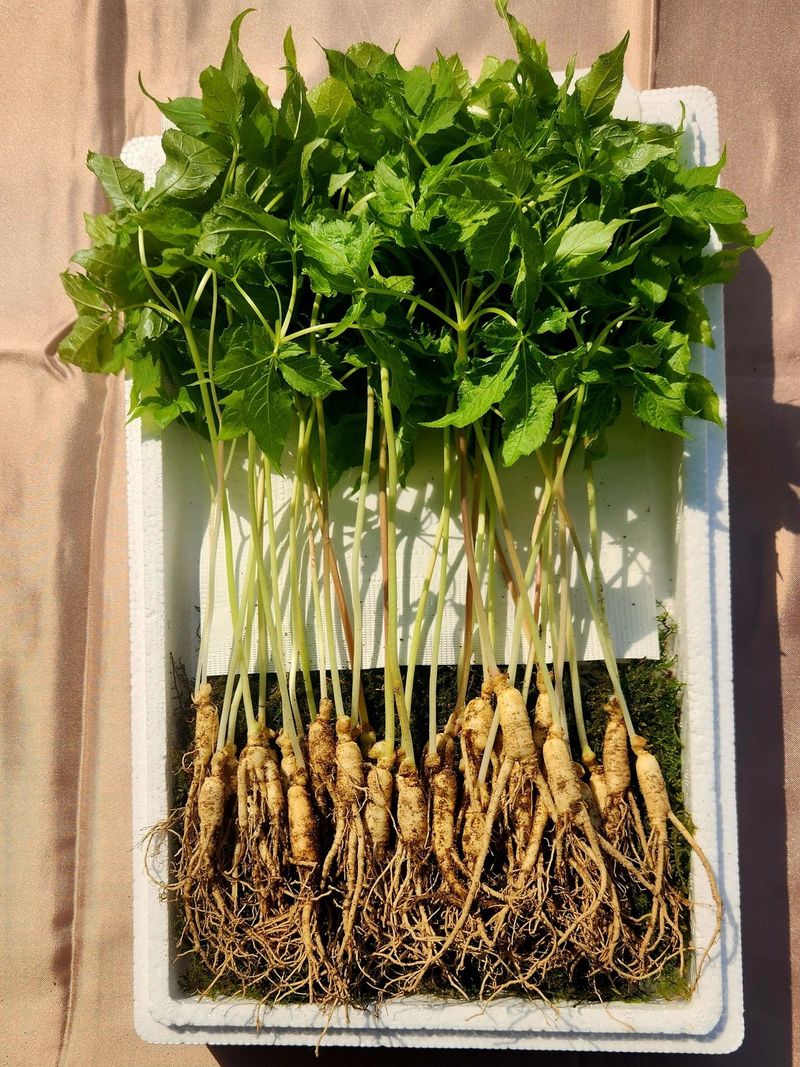 김미정님의 장터 판매 상품 [지리산 구룡폭포 해발 600미터 3년근 삭대삼 ] 첨부 사진