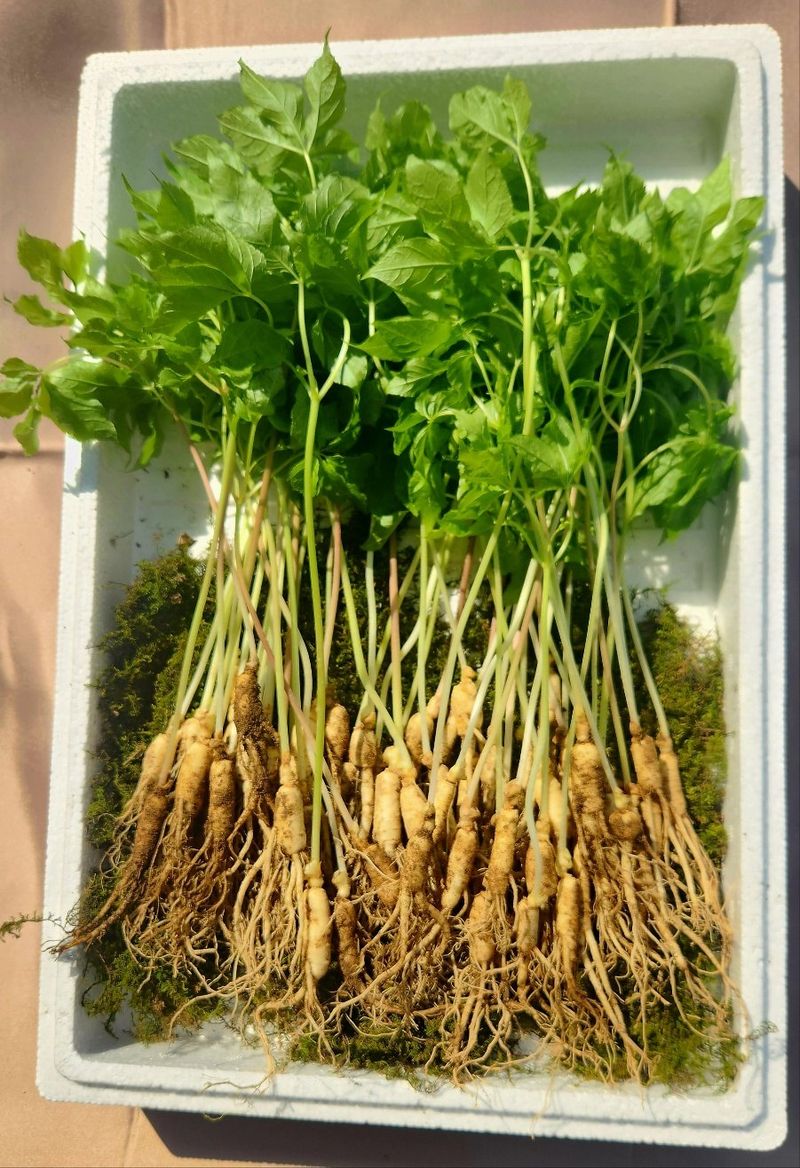 김미정님의 장터 판매 상품 [지리산 구룡폭포 해발 600미터 3년근 삭대삼 ] 첨부 사진