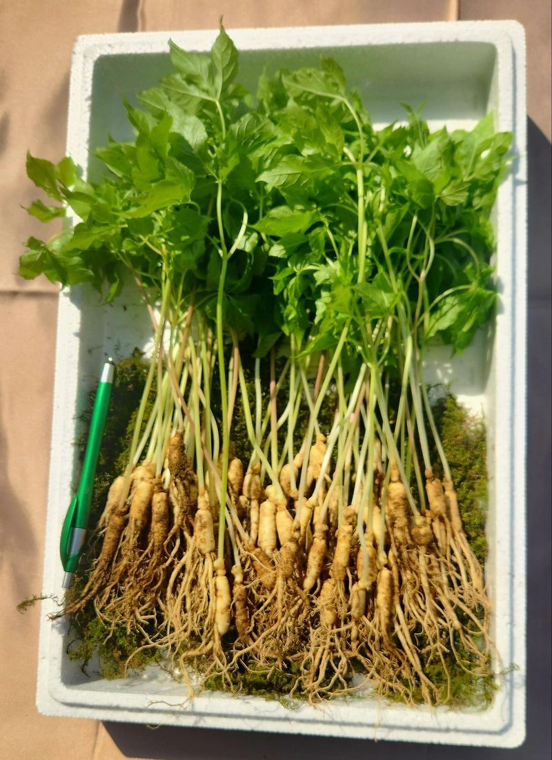 김미정님의 장터 판매 상품 [지리산 구룡폭포 해발 600미터 3년근 삭대삼 ] 첨부 사진