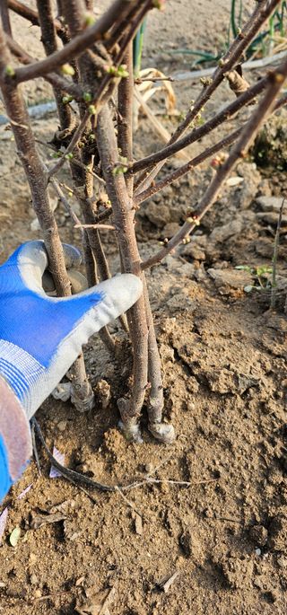 뿌리묘목농원님의 작성글 사진