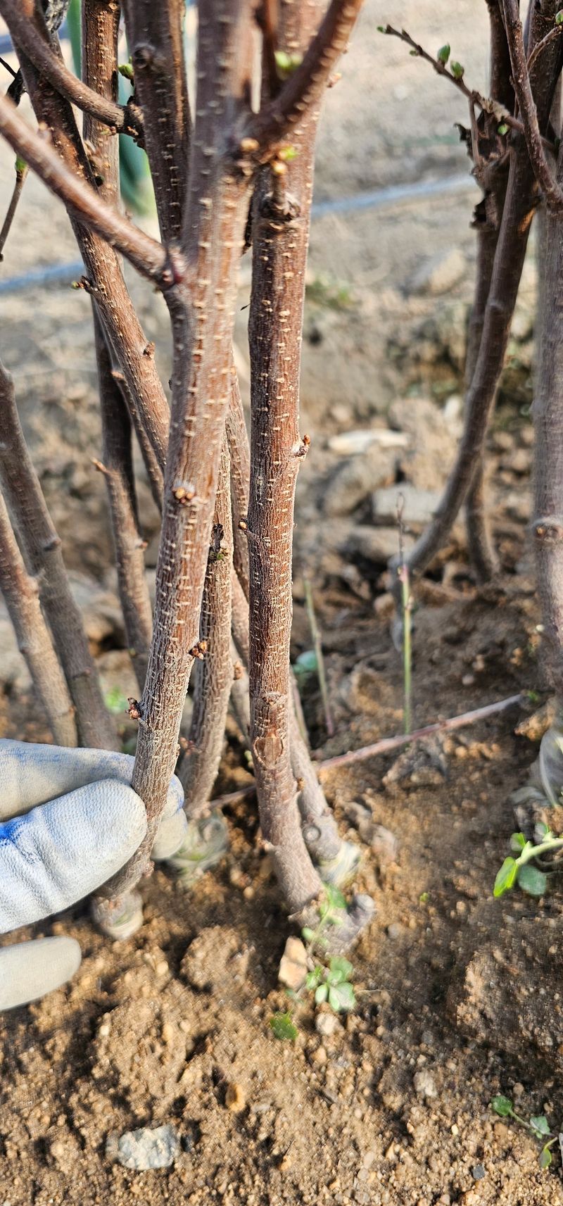 뿌리묘목농원님의 장터 판매 상품 [왕 앵두나무 접목1년생] 첨부 사진