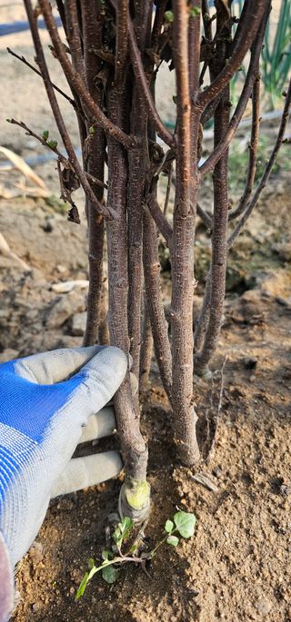 뿌리묘목농원님의 작성글 사진