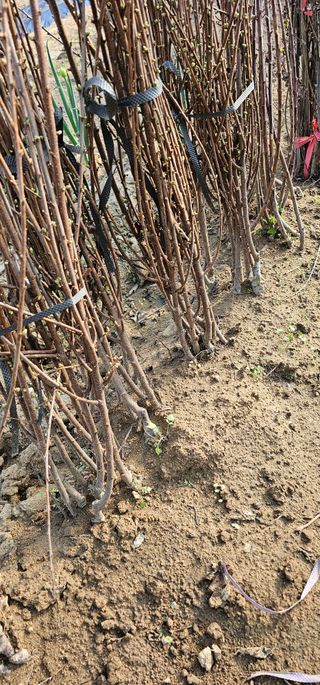 뿌리묘목농원님의 작성글 사진