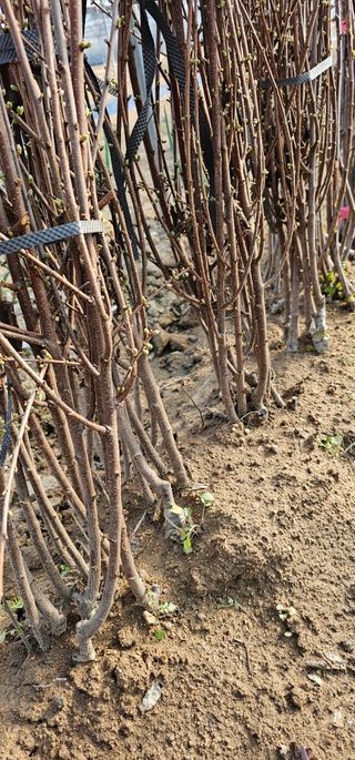 뿌리묘목농원님의 작성글 사진