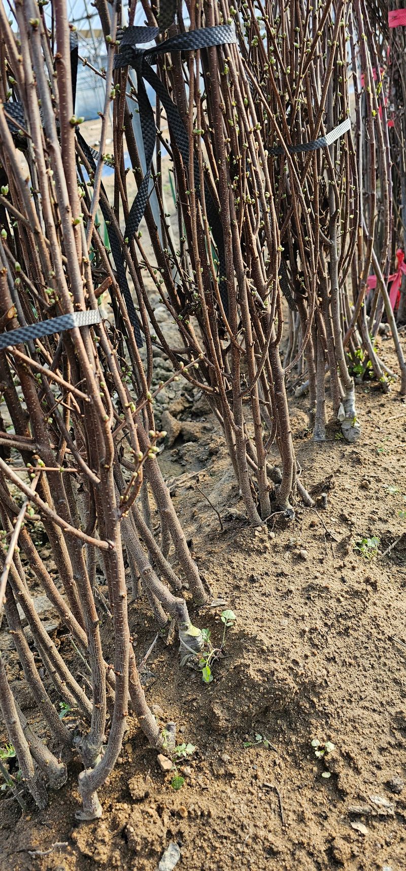 뿌리묘목농원님의 장터 판매 상품 [왕 앵두나무 접목1년생] 첨부 사진