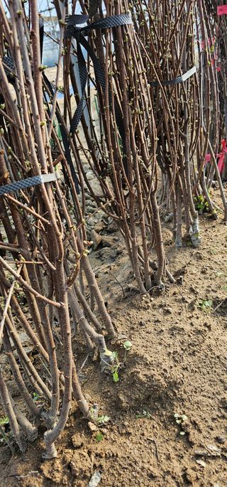 뿌리묘목농원님의 작성글 사진