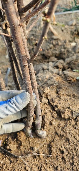 뿌리묘목농원님의 작성글 사진