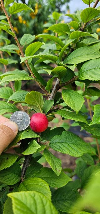 뿌리묘목농원님의 작성글 사진