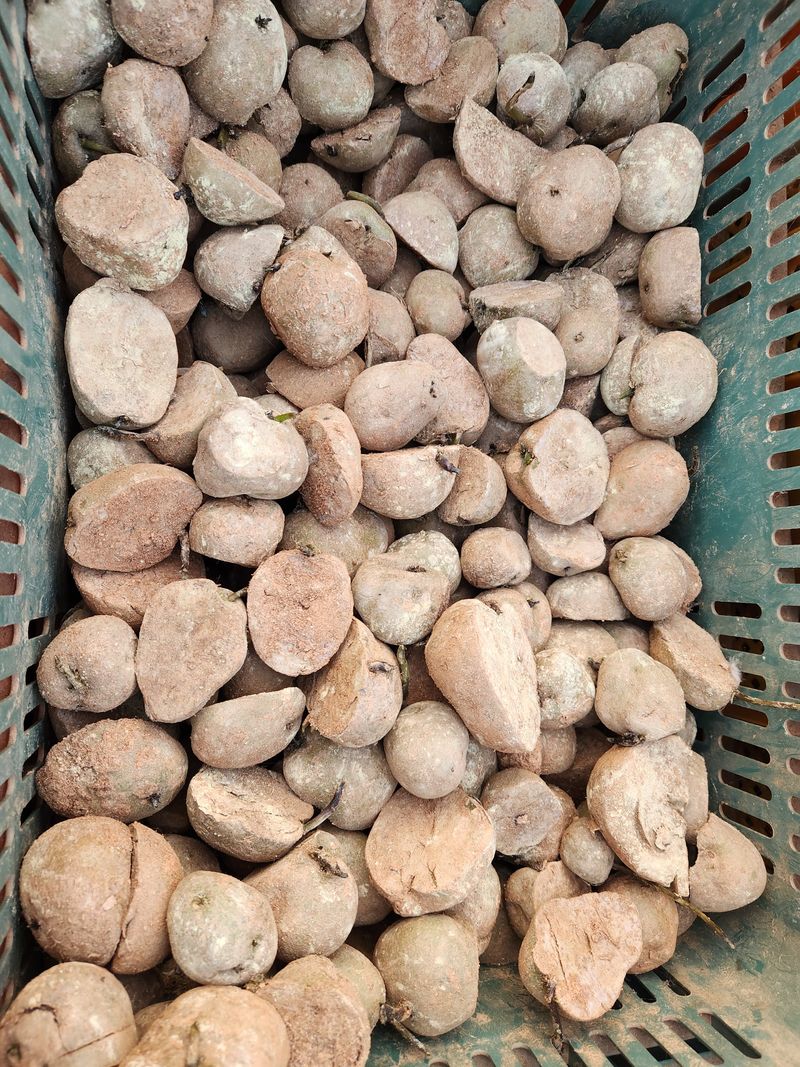 장터 상품 [감자] 썸네일