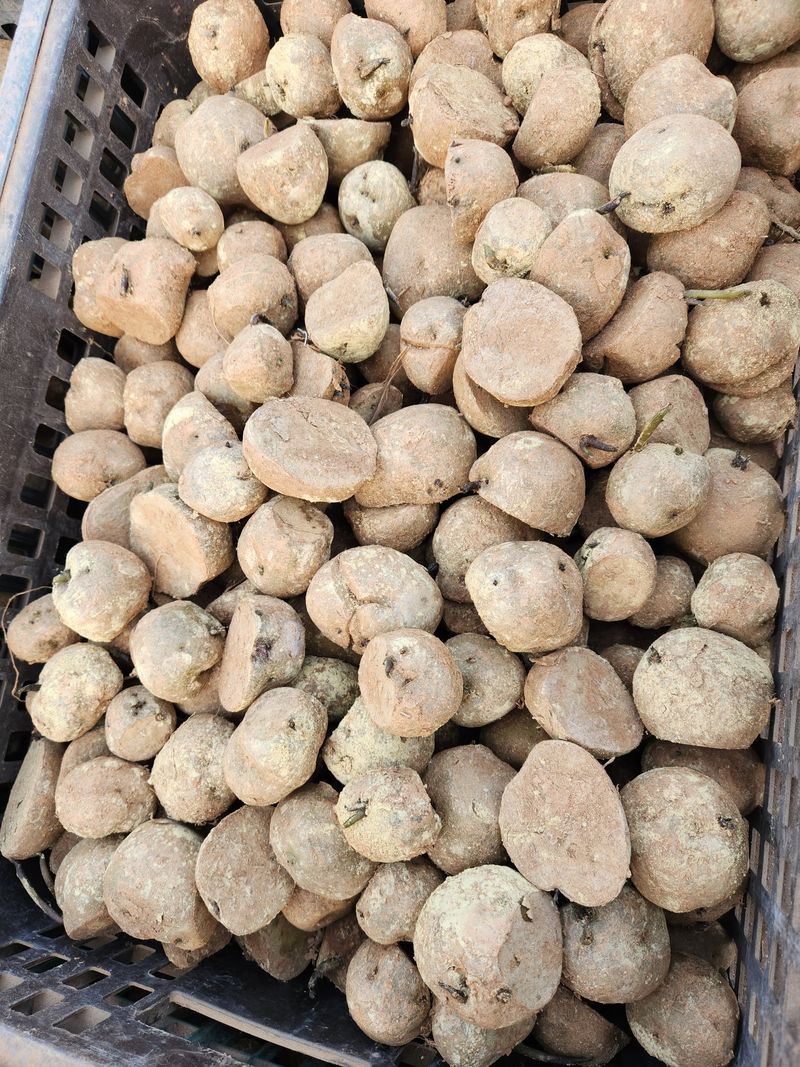 최승일님의 장터 판매 상품 [감자] 첨부 사진