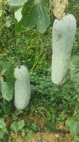 팜모닝 자유주제·자유게시판 게시글 이미지