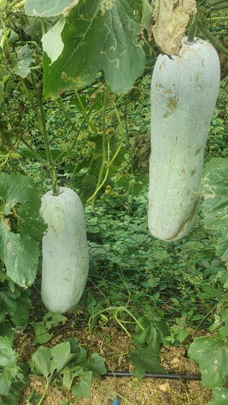 退役軍人 劉永喆님의 자유주제 · 자유게시판 작성글 사진