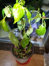 팜모닝 고추·병해충상담 게시글 이미지