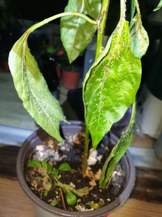 황소머리(노다지)님의 고추 · 병해충상담 작성글 사진