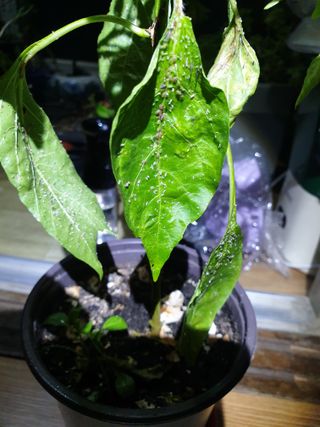 황소머리(노다지)님의 고추 · 병해충상담 작성글 사진