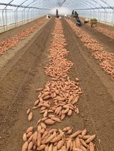 팜모닝 고구마·영농일지 게시글 이미지